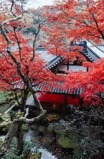 河南建业足球比分-河南建业，绿茵场上的坚韧之师，比分背后的热血与荣耀